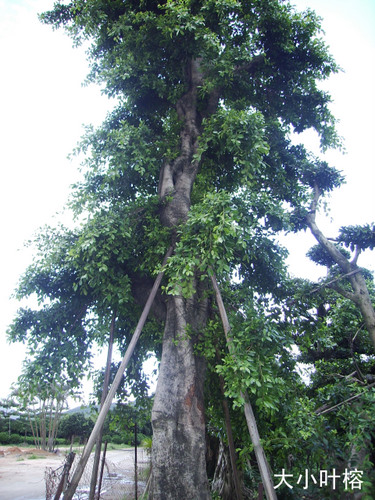 大小叶榕